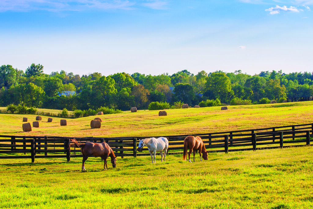five freedoms and equine welfare