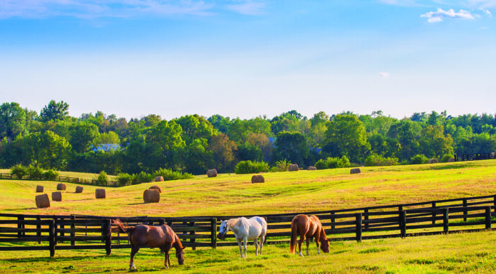 five freedoms and equine welfare
