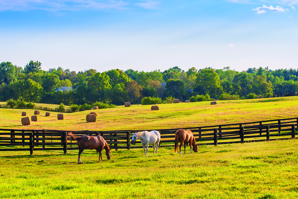The Five Freedoms and Equine Welfare