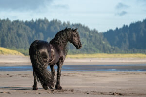 All About the Friesian Horse