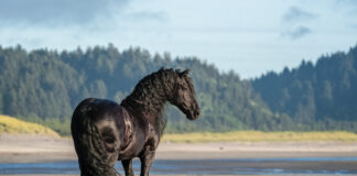 A Friesian horse on a beach