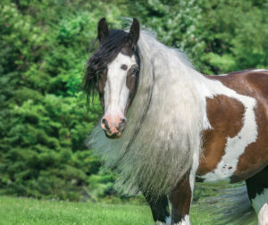 Breed Portrait: Gypsy Vanner