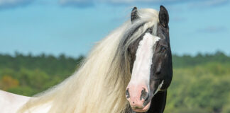 A black and white Gypsy Vanner horse with a flowing mane