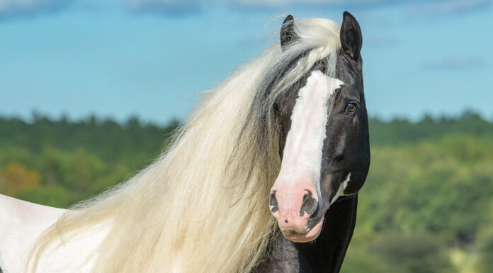 A black and white Gypsy Vanner horse with a flowing mane