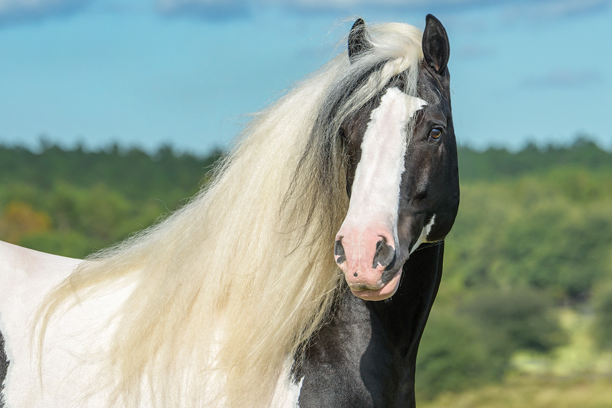 gypsy vanner horses