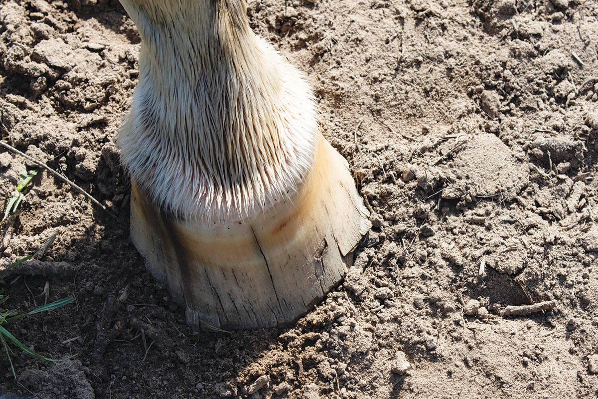 horse hoof crack