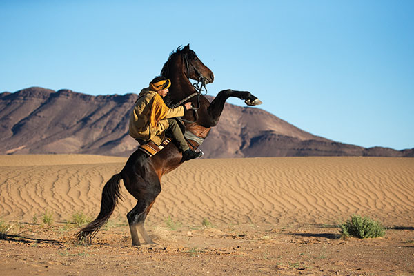 horses of Morocco