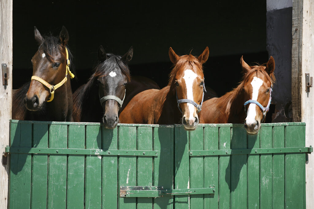 horse illness