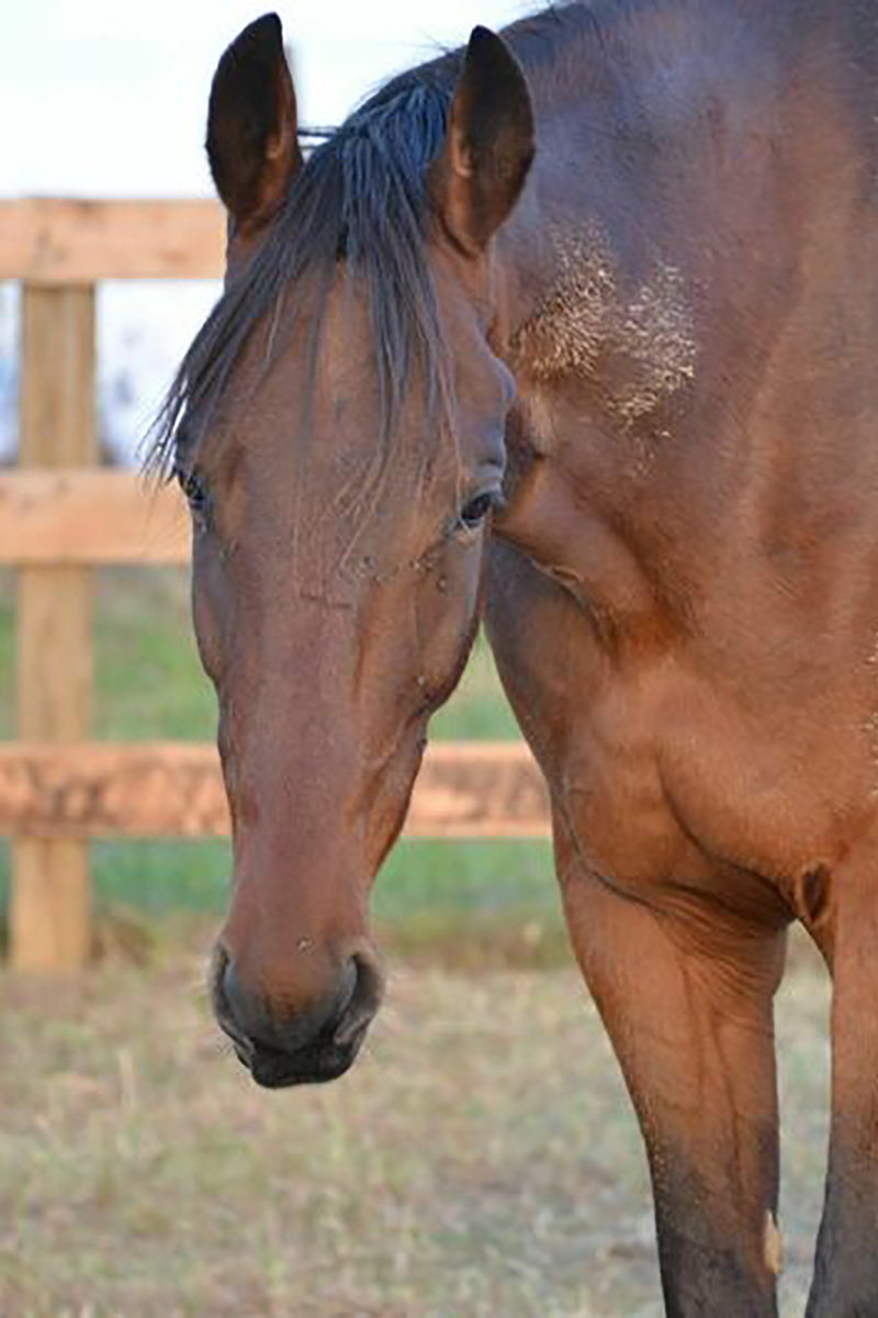 Adoptable horse of the week I'm a Designer, AKA Joey