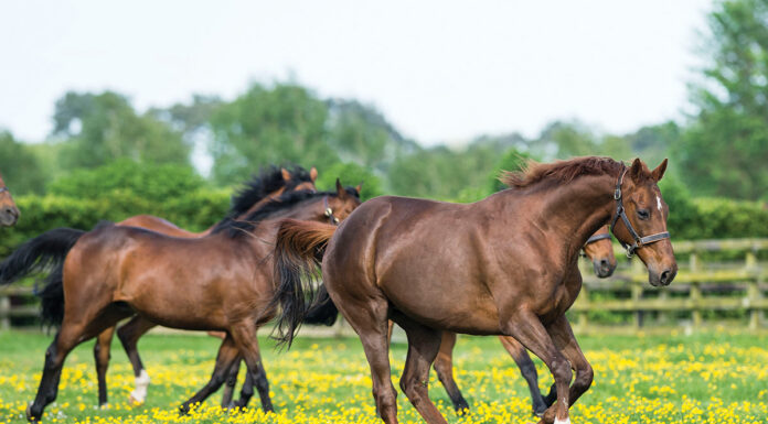 Young horses gallop in a field at the Irish National Stud