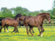 Young horses gallop in a field at the Irish National Stud
