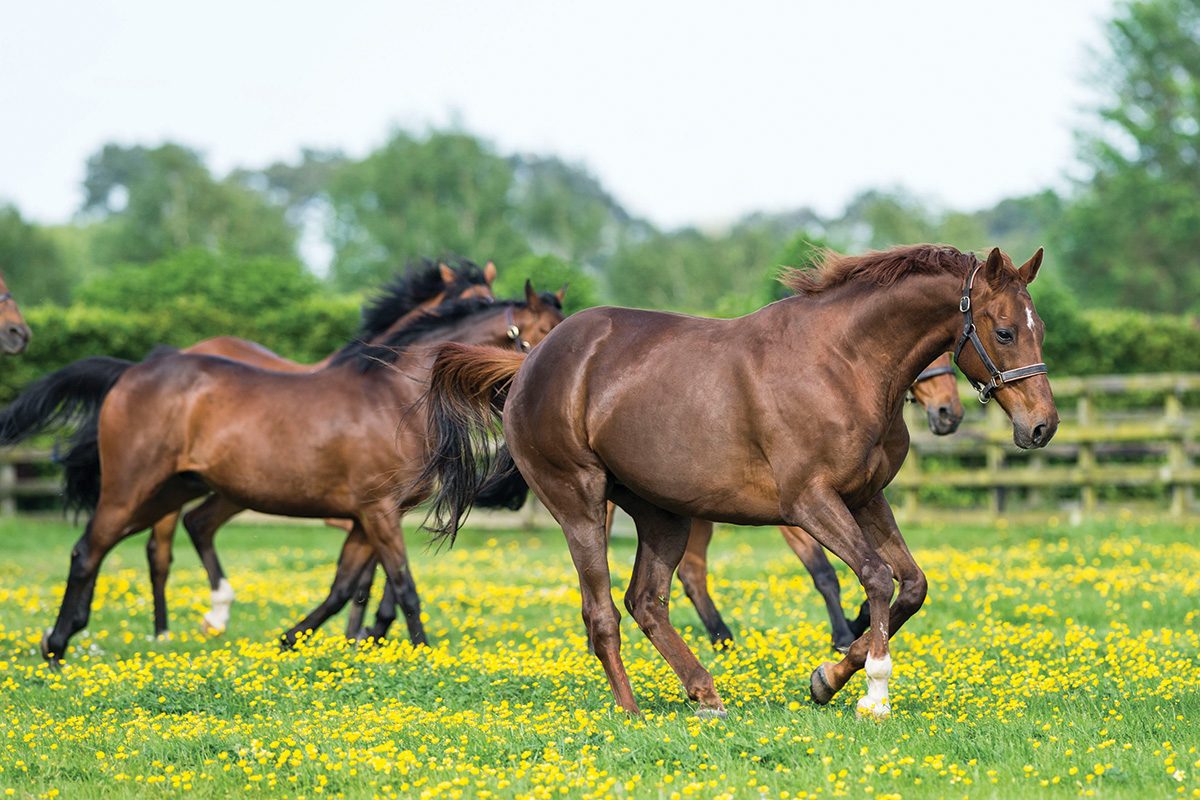 Young horses gallop in a field at the Irish National Stud