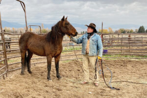 Joe Misner and His Wild Horsemanship Certification Program