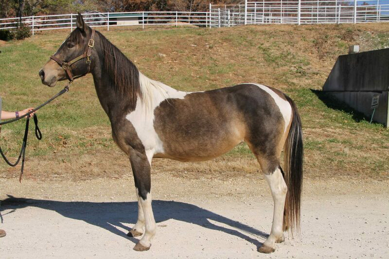 Adoptable horse Jubilee