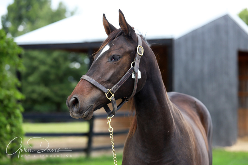 ASPCA Right Horse of the Week Lauren