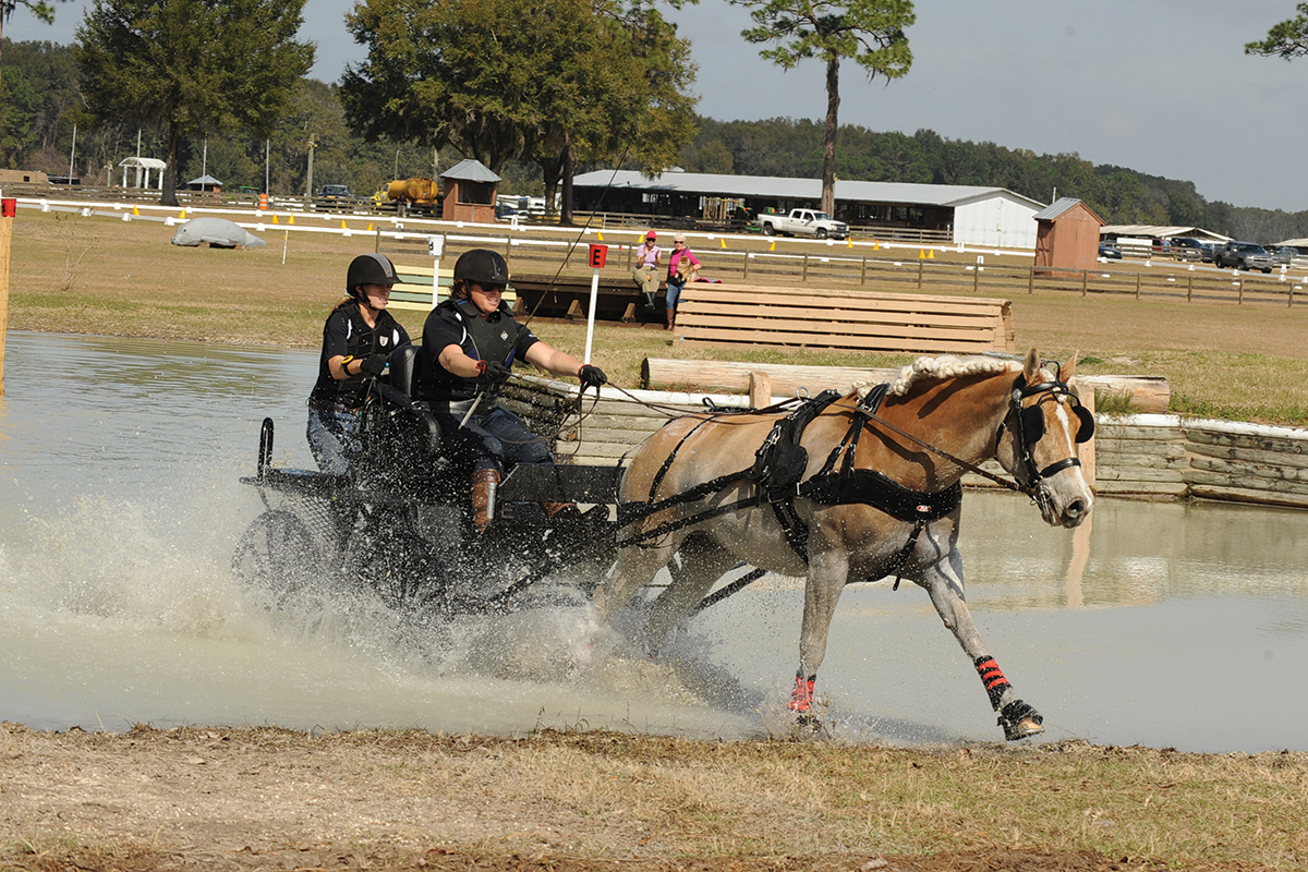 driving horse