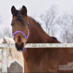 ASPCA Right Horse of the Week Lettie