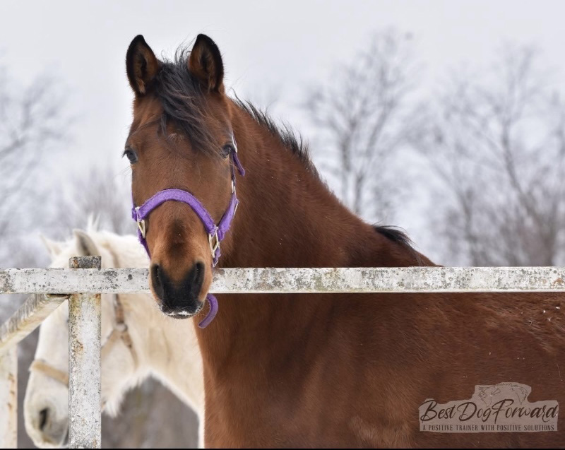 ASPCA Right Horse of the Week Lettie