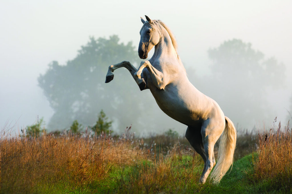 lipizzan horse