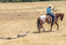 Trainer Aaron Ralston teaches a horse to drag a log.
