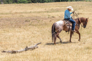 Teach Your Horse to Drag a Log