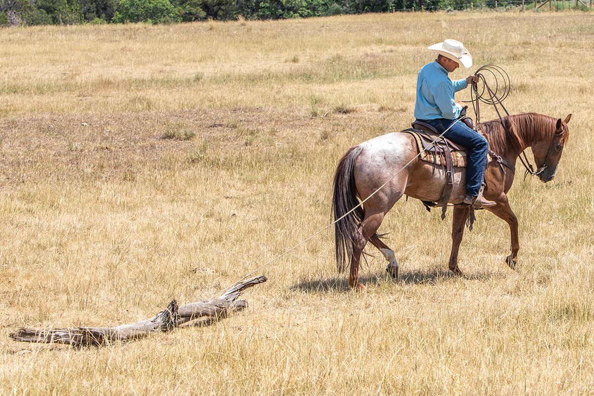 Trainer Aaron Ralston teaches a horse to drag a log.