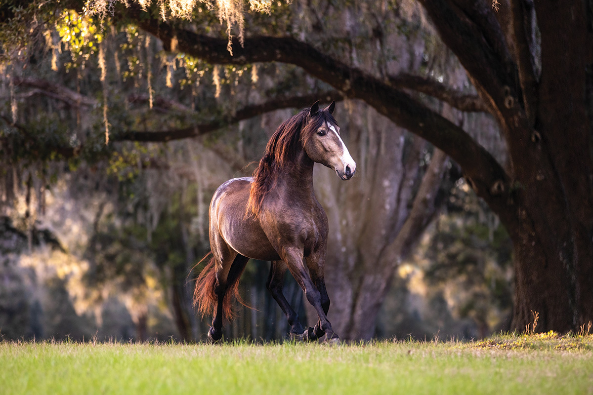 A buckskin trotting through a Florida field at golden hour