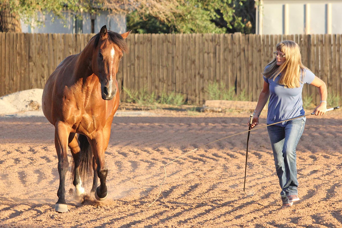 stunt horse trainer