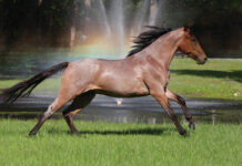 A Mangalarga Marchador, a rare horse breed.