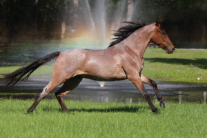 Breed Portrait: Mangalarga Marchador