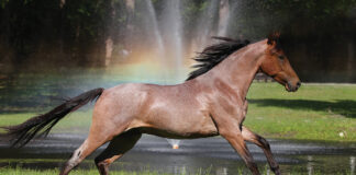 A Mangalarga Marchador, a rare horse breed.