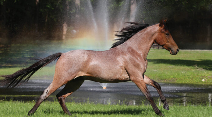 A Mangalarga Marchador, a rare horse breed.