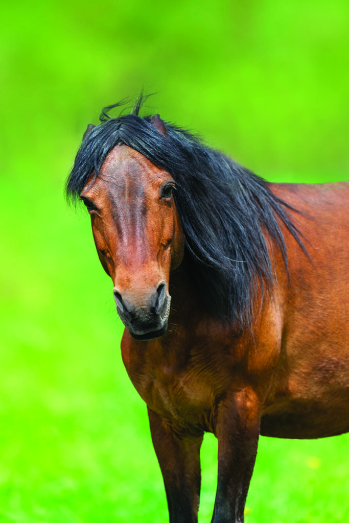 Moody Mares: Curing Common Behavior Issues - Horse Illustrated