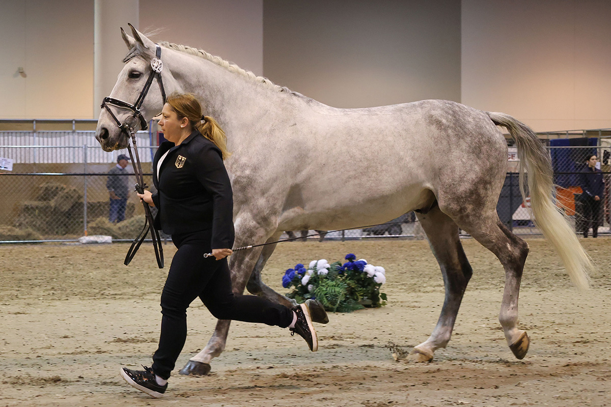 US Vaulting horse Max jogging at the FEI World Cup inspection