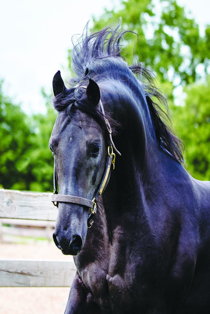 Morgan horse