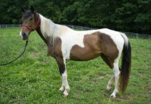 ASPCA’s Right Horse Adoptable Horse: Nightingale