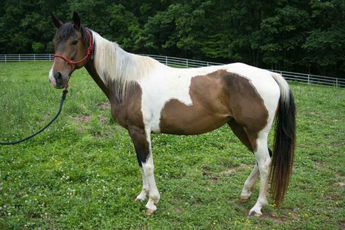 ASPCA Right Horse Adoptable Horse of the Week, Nightingale, a Paint tobiano mare