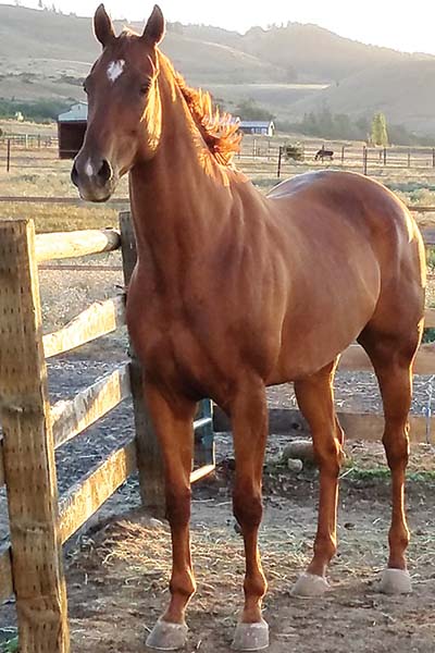 A retired racehorse in its paddock