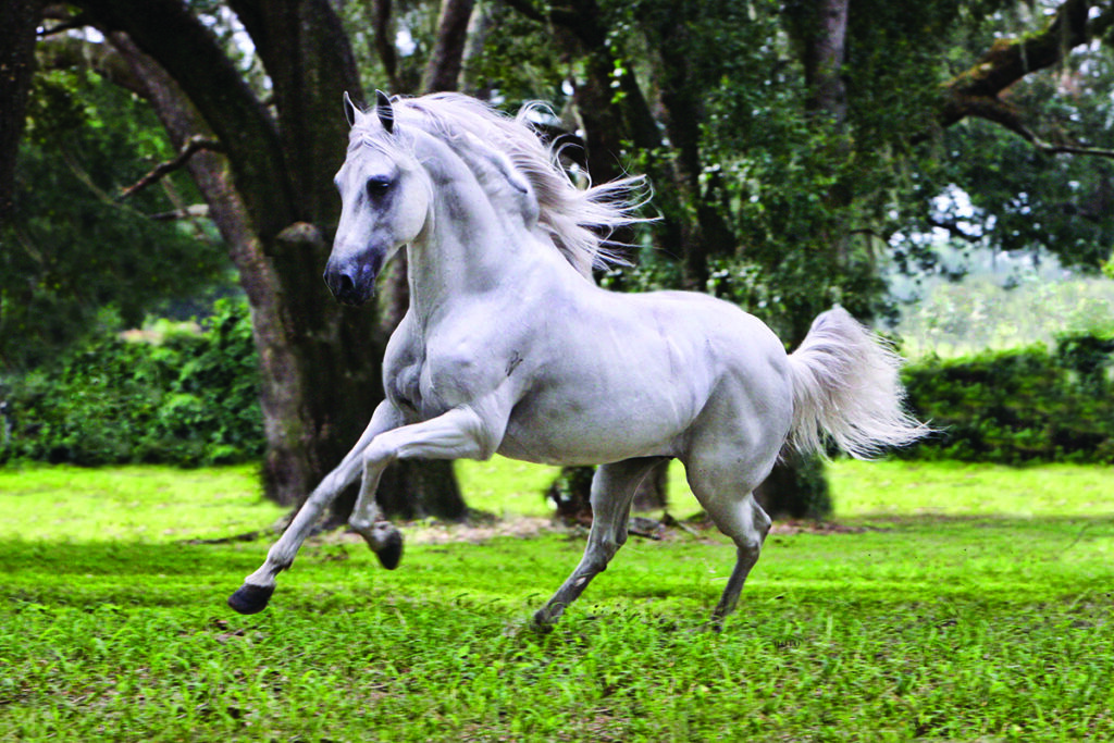 Paso fino horse