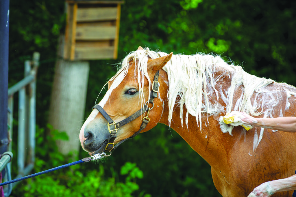 horse without personal space