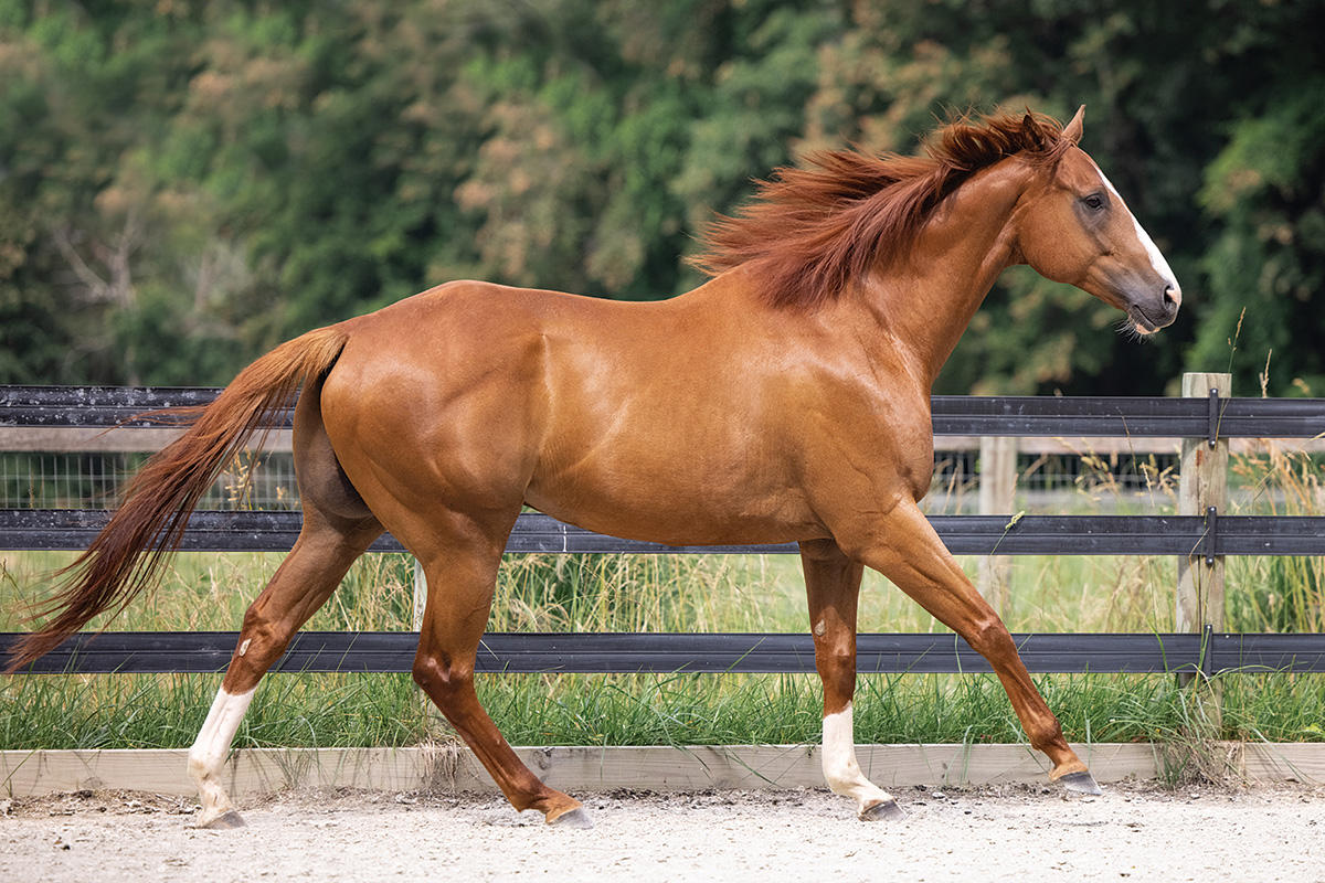 An OTTB rehabilitating as part of the Reimagining Racers program