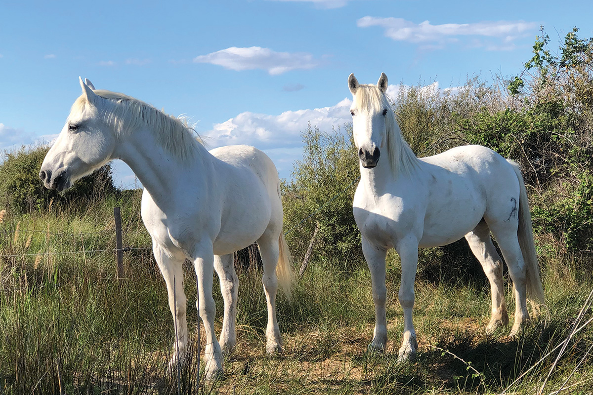 Camargue horses in France