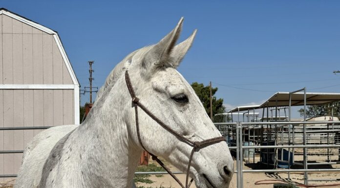 adoptable mule danny