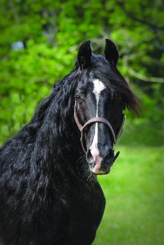 rocky mountain horse stallion