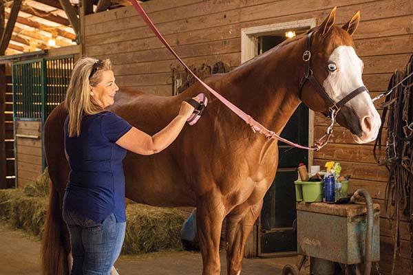 horse being groomed