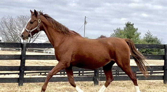 Adoptable horse Slammin' Blue Kittie
