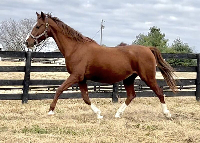 Adoptable horse Slammin' Blue Kittie