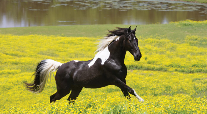 A Spotted Saddle Horse galloping in a field