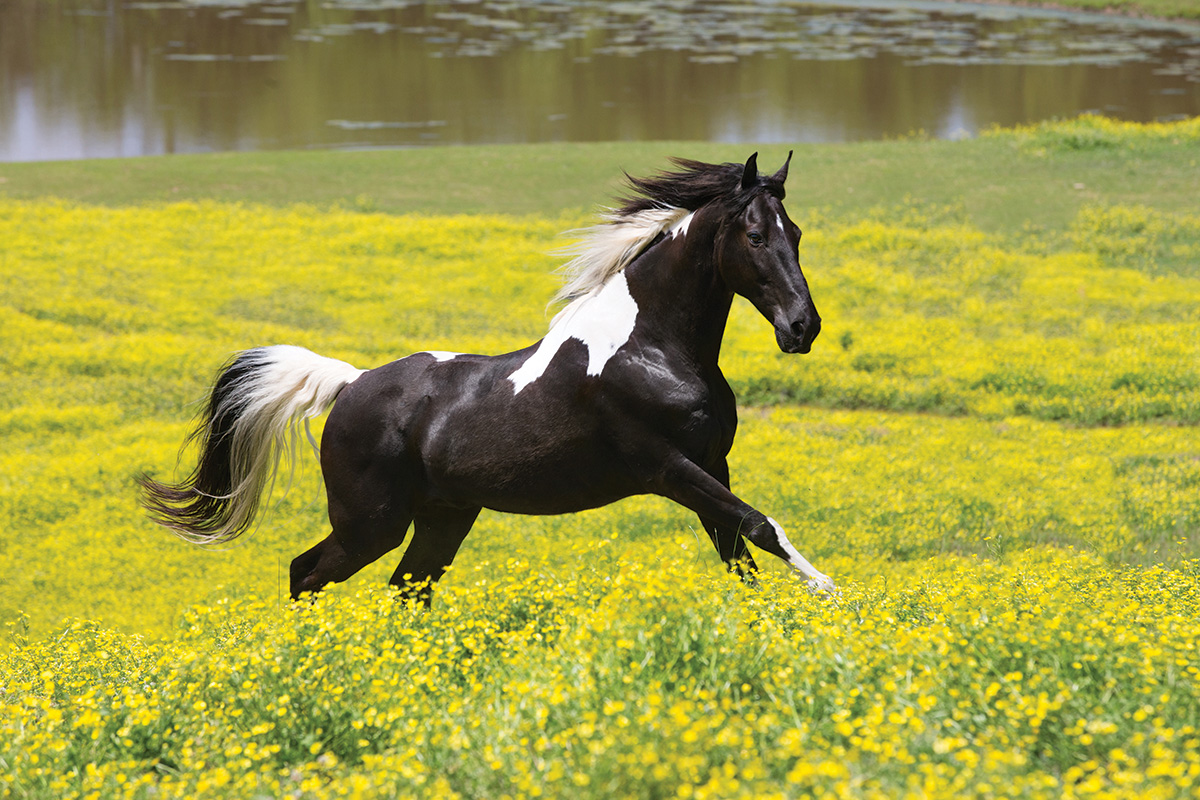 A Spotted Saddle Horse galloping in a field