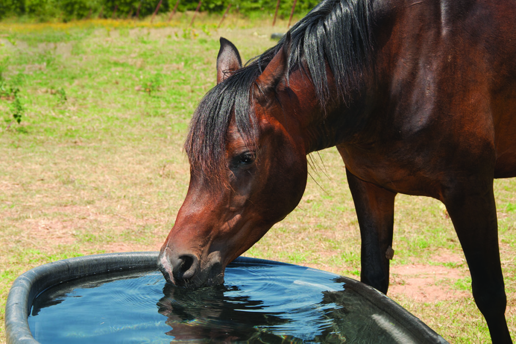 horse health in summer